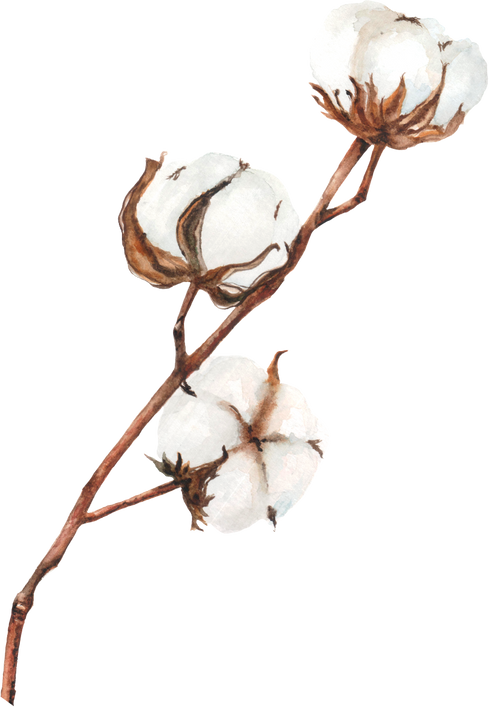 Illustration of Cotton Flower 